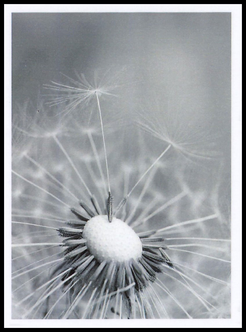 Sterbebild: Irma Dal Farra