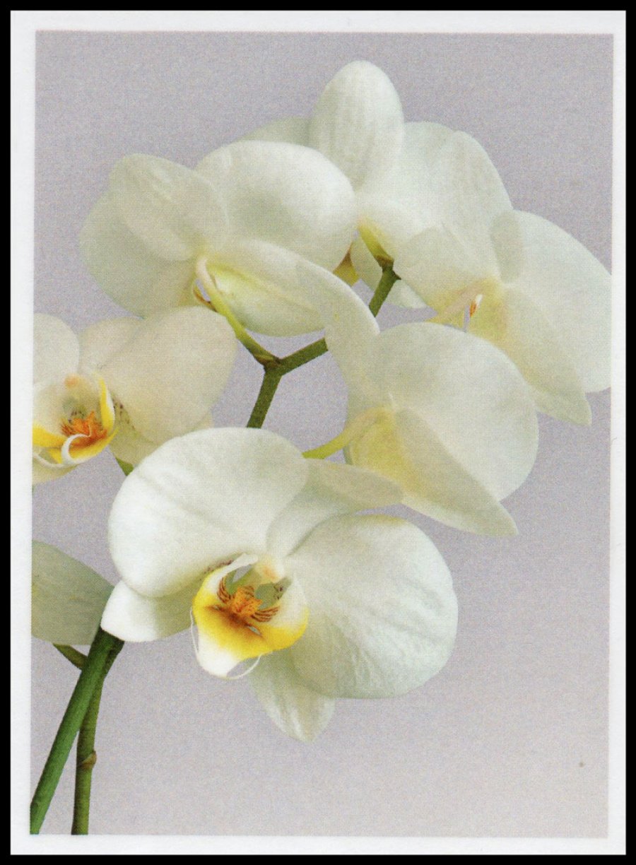 Sterbebild: Elsa Wwe. Spini geb. Veith