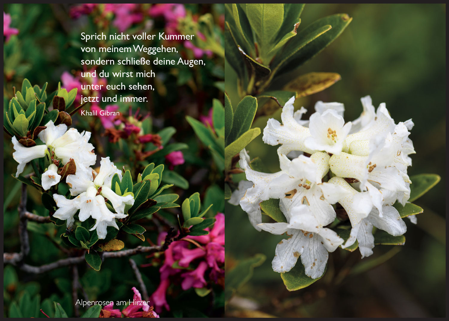 Sterbebild: Erwin Pötz