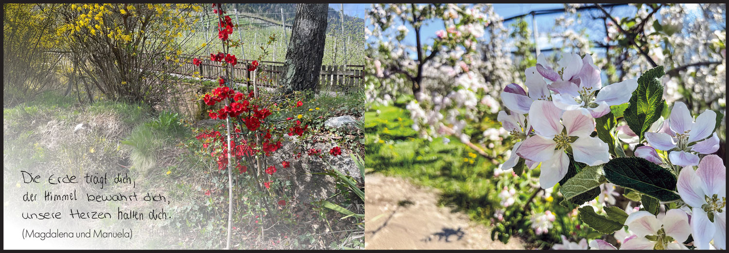 Sterbebild: Franz Maier